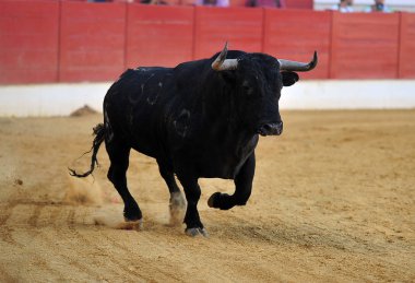 İspanyol boğa bulring