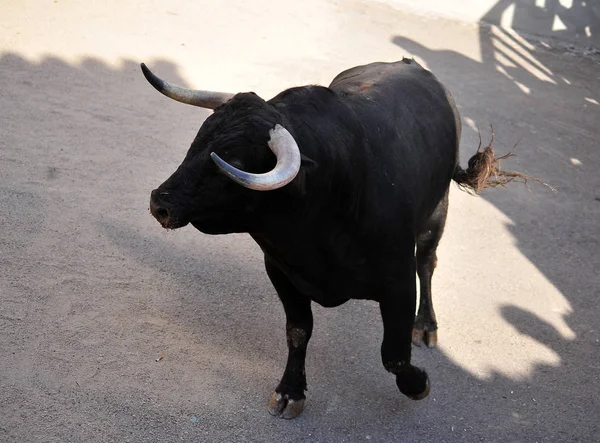 Bulring ではスペイン牛 — ストック写真