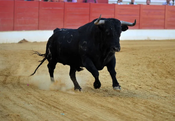 Spanischer Stier Stierkampfarena — Stockfoto