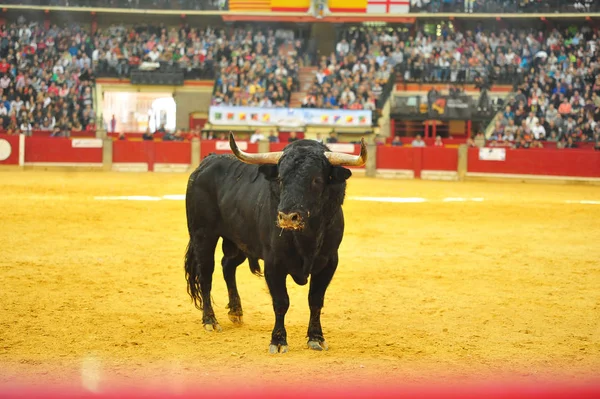 Spanischer Stier Stierkampfarena — Stockfoto