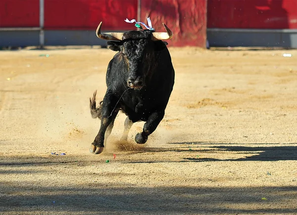 西班牙公牛在隆起 — 图库照片
