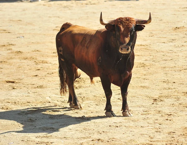 Toro Spagnolo Bulring — Foto Stock