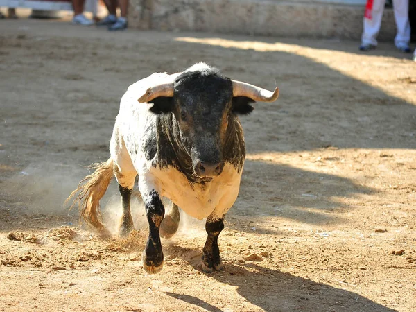 Taureau Espagnol Taureau — Photo