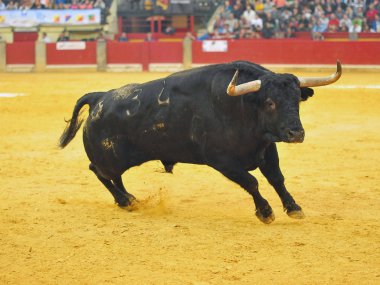 Arena içinde çalışan İspanya boğa