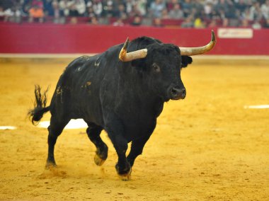 Arena içinde çalışan İspanya boğa