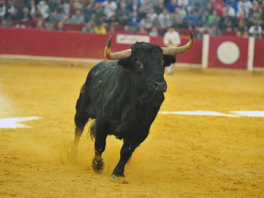 Arena içinde çalışan İspanya boğa