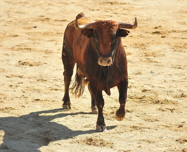 Bull Spain Running Bullring — Stock Photo, Image