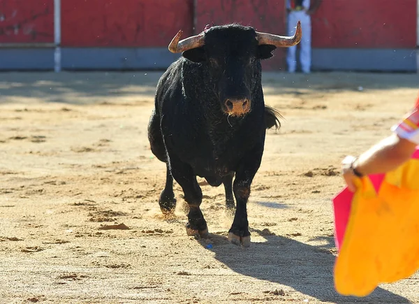 Toro Spagna Esecuzione Bullring — Foto Stock