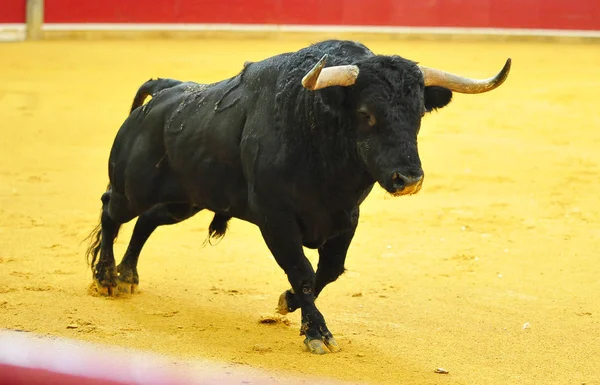 Stier Spanien Läuft Stierkampfarena — Stockfoto