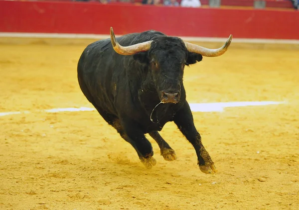 Stier Spanien Läuft Stierkampfarena — Stockfoto