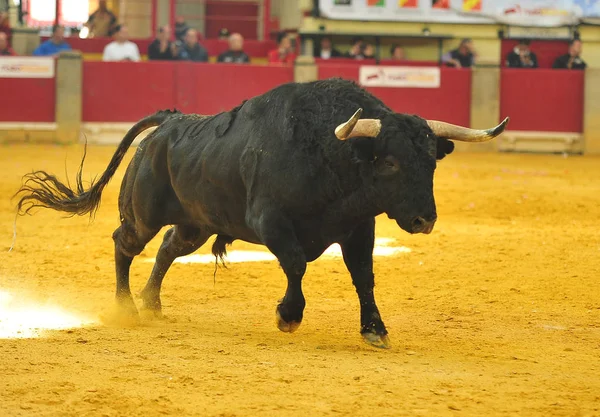 Toro España Corriendo Plaza Toros — Foto de Stock