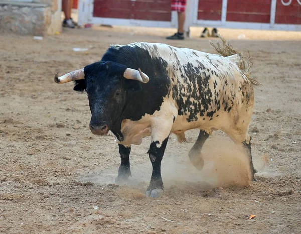 Touro Espanha Correndo Touros — Fotografia de Stock