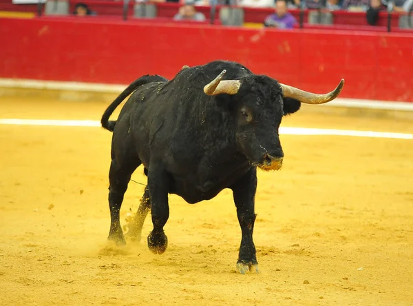 Touro Espanha Correndo Touros — Fotografia de Stock