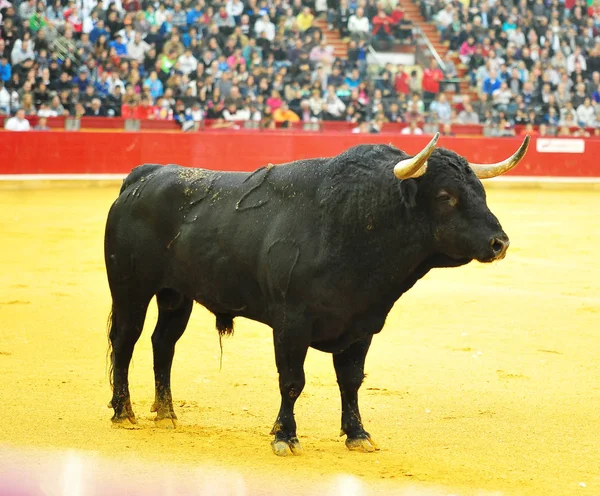 Bull Spain Running Bullring — Stock Photo, Image