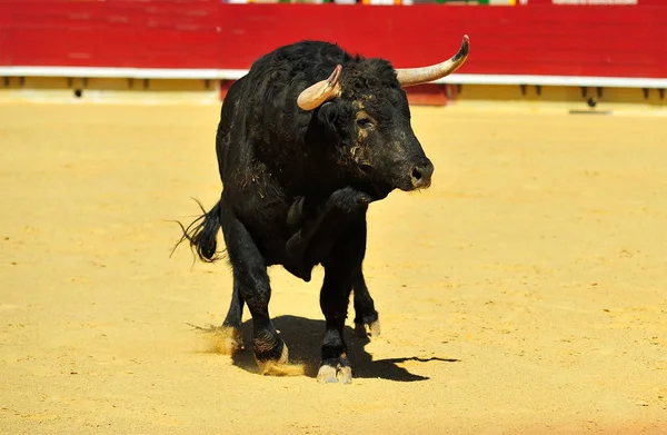 Španělský Býk Bulring — Stock fotografie