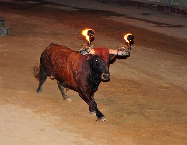 スペインの大きな角を持つ牛します — ストック写真