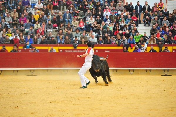 Stier Spanje Met Grote Hoorns — Stockfoto