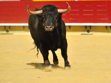 büyük boğa ile İspanya boğa güreşi