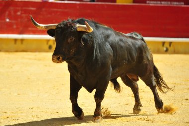 büyük boğa ile İspanya boğa güreşi