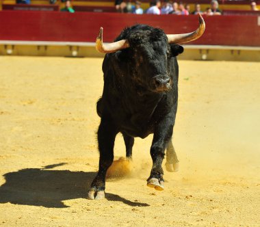 büyük boğa ile İspanya boğa güreşi