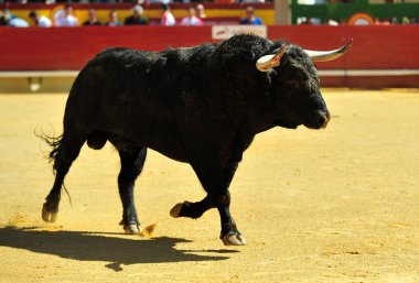 büyük boğa ile İspanya boğa güreşi