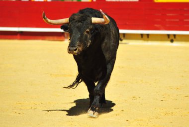 büyük boğa ile İspanya boğa güreşi