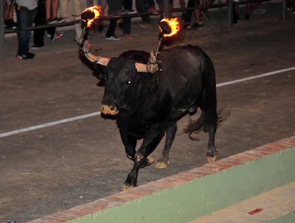 Bull Španělsku Velkými Rohy — Stock fotografie