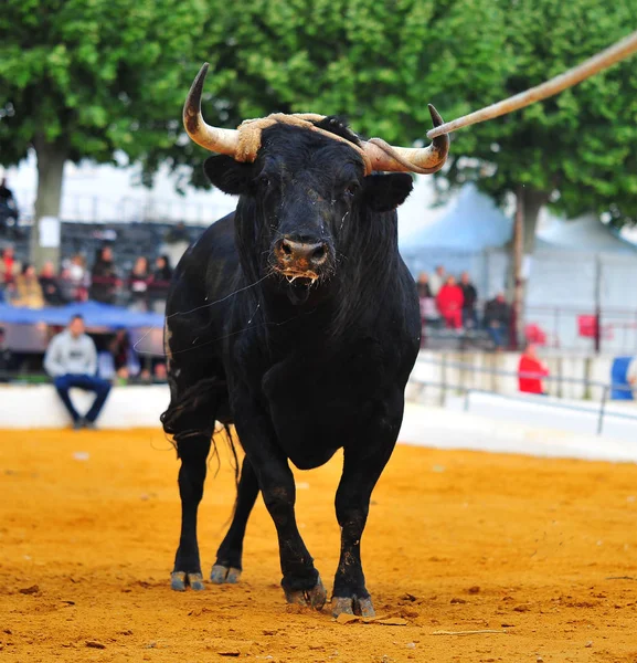 斗牛在西班牙与公牛 — 图库照片