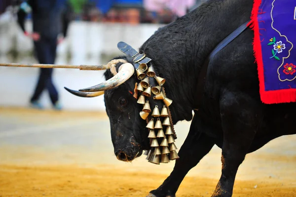 Corridas Toros España Con Toro — Foto de Stock