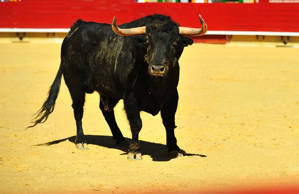 Corrida Espagne Avec Taureau — Photo