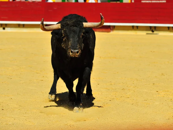 Býčí Zápasy Španělsku Velkými Bull — Stock fotografie