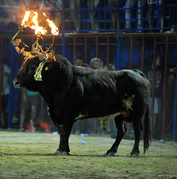 Corridas Toros España Con Gran Toro —  Fotos de Stock