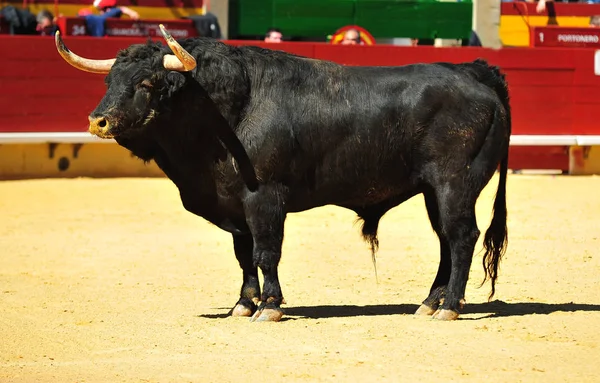 Corridas Toros España Con Gran Toro —  Fotos de Stock