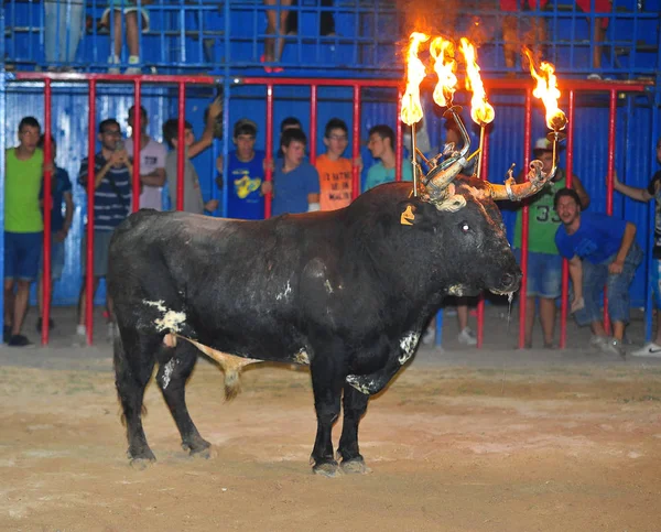 Corridas Toros España Con Gran Toro — Foto de Stock