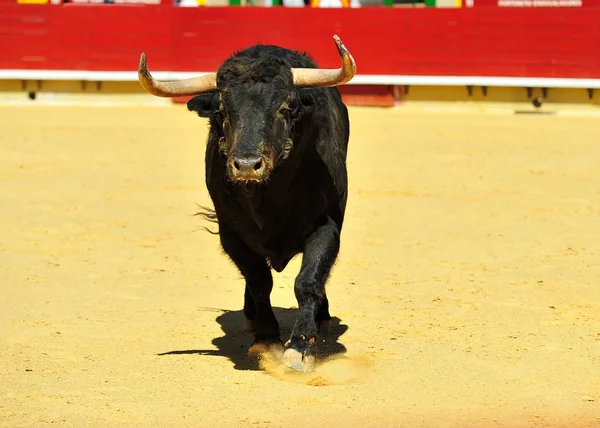 Corrida Espagne Avec Gros Taureau — Photo