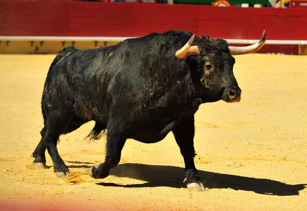 Tourada Espanha Com Grande Touro — Fotografia de Stock