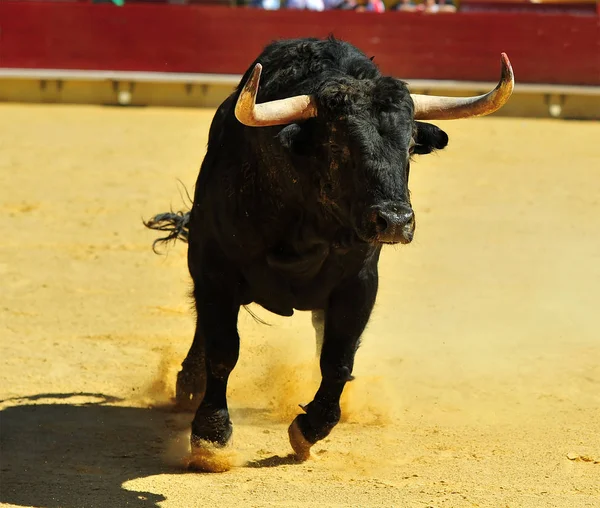 Tjurfäktning Spanien Med Stor Tjur — Stockfoto