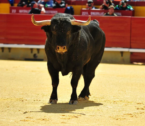 Tourada Espanha Com Grande Touro — Fotografia de Stock