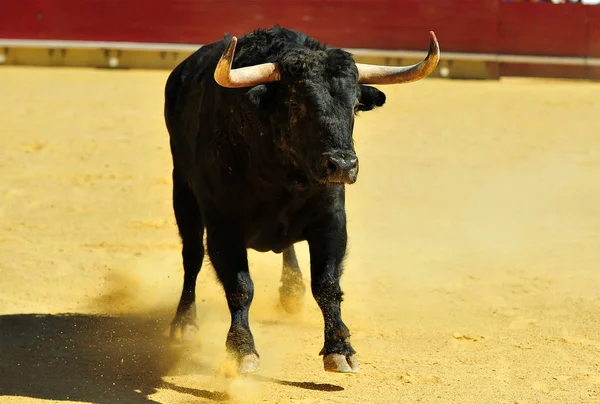 Stierengevecht Spanje Met Grote Stier — Stockfoto