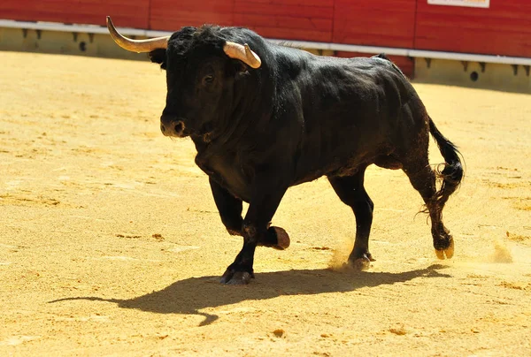 斗牛在西班牙与大公牛 — 图库照片