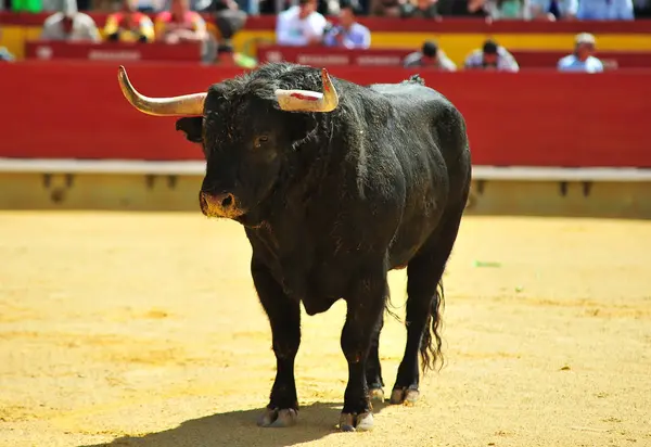 Stierengevecht Spanje Met Grote Stier — Stockfoto