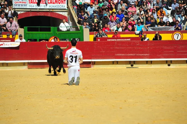 Býčí Zápasy Španělsku Velkými Bull — Stock fotografie
