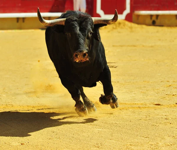 Stierkampf Spanien Mit Großem Stier — Stockfoto