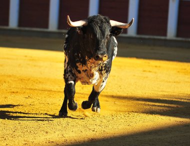 İspanya'ile büyük boynuzları boğa