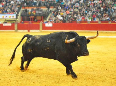 İspanya'ile büyük boynuzları boğa