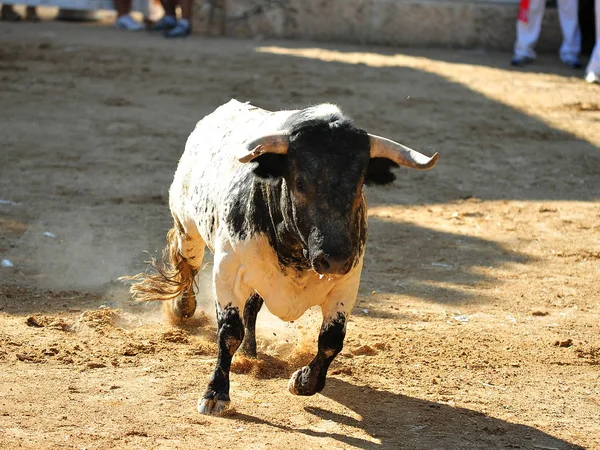 Stier Spanje Met Grote Hoorns — Stockfoto