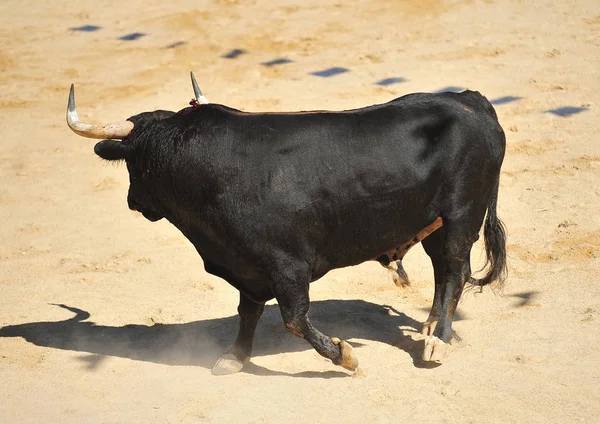 Bulle Spanien Mit Großen Hörnern — Stockfoto
