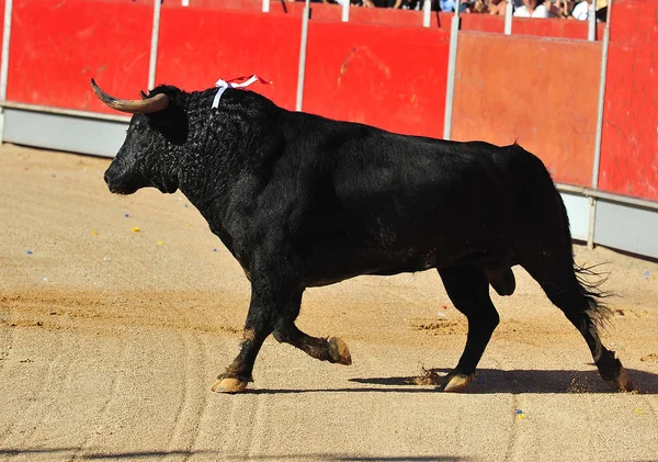 Touro Espanha Com Chifres Grandes — Fotografia de Stock