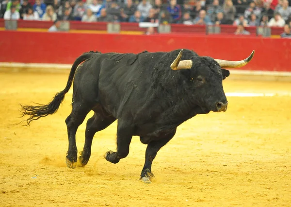 Touro Espanha Com Chifres Grandes — Fotografia de Stock