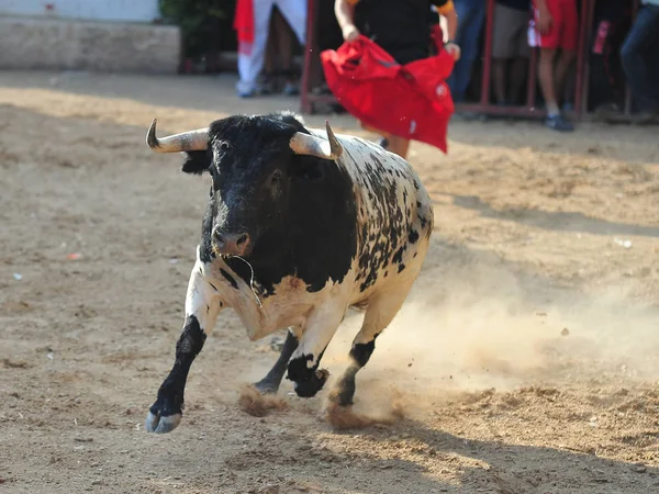 Touro Espanha Com Chifres Grandes — Fotografia de Stock